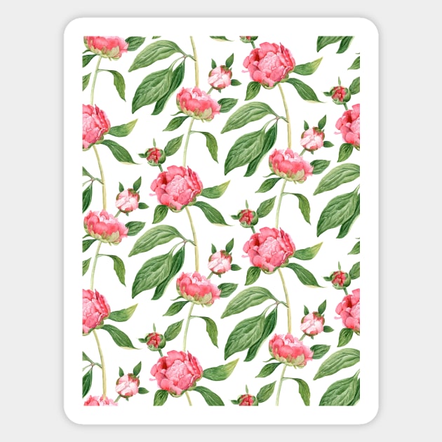 Romantic watercolor Peonies,  botanical illustration. Sticker by le2chis